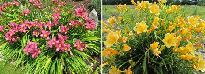 Лилейники в открытом грунте - посадка, уход, размножение, фото цветов3