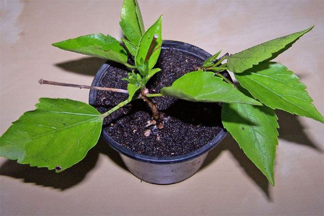 Гибискус садовый – выращивание и уход в открытом грунте и в горшке, сорта с описанием и фото22