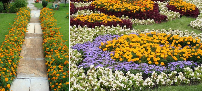 Однолетние и многолетние низкорослые бордюрные цветы, фото в цветниках13