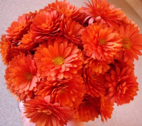 Многолетние хризантемы - сорта, фото22