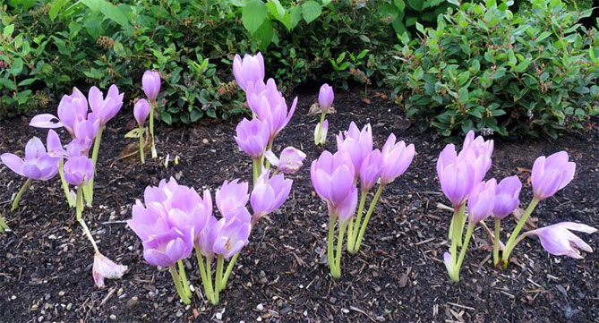 Цветок безвременник: посадка и уход в саду, фото сортов и видов с описанием1