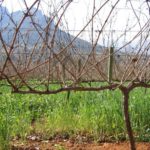 Виноград Муромец: что известно и какие особенности следует учитывать при выращивании