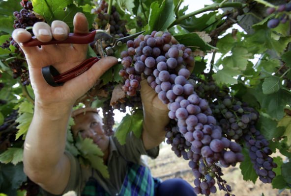 Ранний фиолетовый виноград: как выращивать с учетом сортовых особенностей