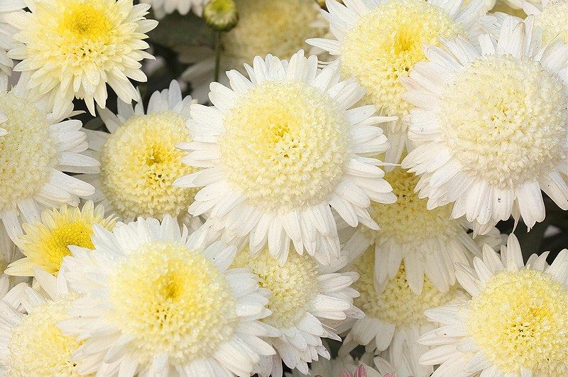 Многолетние хризантемы — сорта, фото3