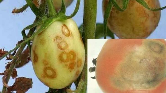Болезни и вредители томатов: фото и описание, профилактика и лечение31