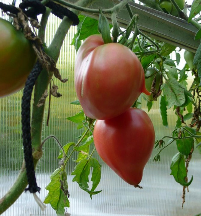 Сорт помидор Мазарини — характеристика и описание, фото, отзывы6