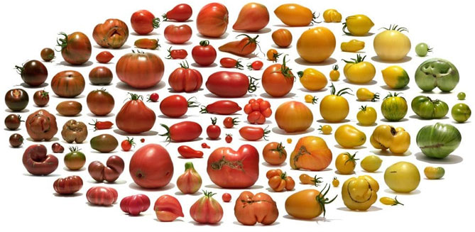 Лучшие сорта томатов на 2019 год, отзывы, фото2
