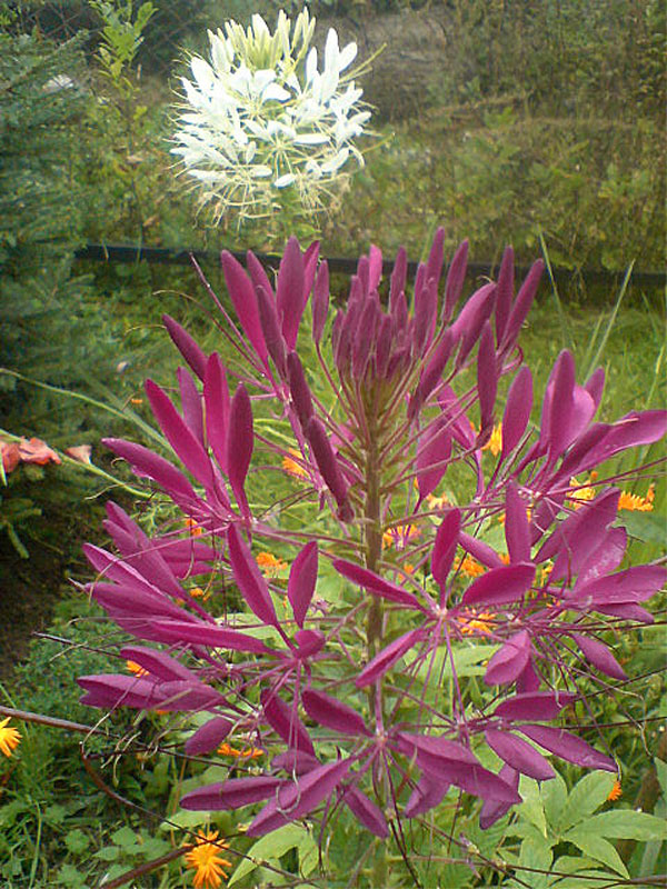 Цветок клеома — описание, посадка и уход, фото сортов6