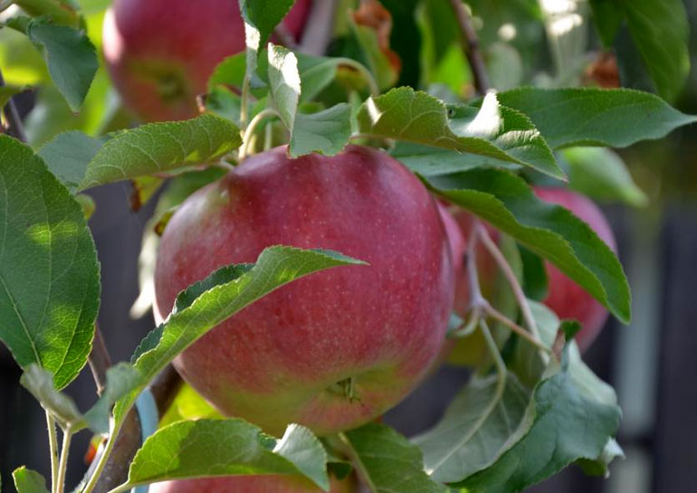 Сорт яблони Лигол – характеристика и описание, фото, отзывы садоводов0