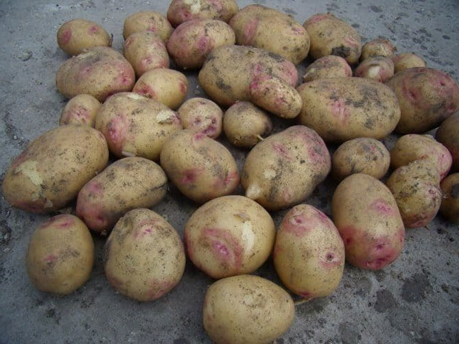 Описание и характеристика сорта картофеля Пикассо, урожайность, отзывы, фото11