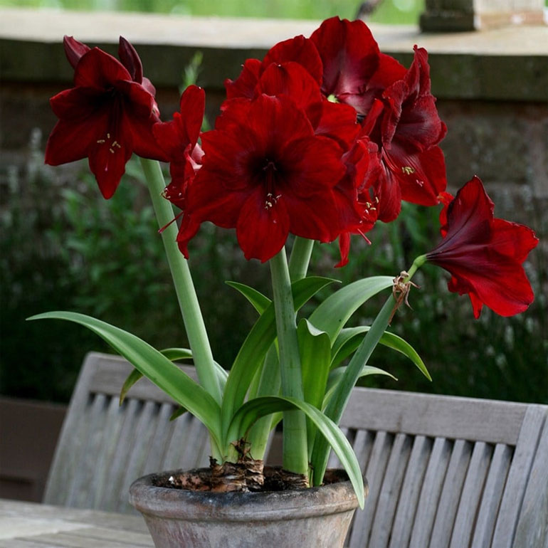 Цветок гиппеаструм – уход в домашних условиях, сорта с фото2