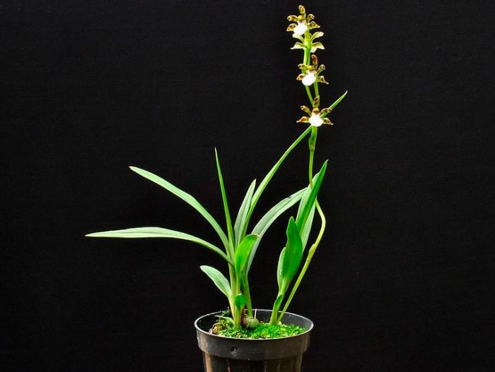 Орхидея Зигопеталум10