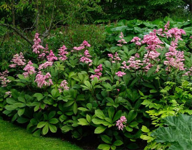 Цветок роджерсия – посадка, выращивание и уход в открытом грунте, фото10
