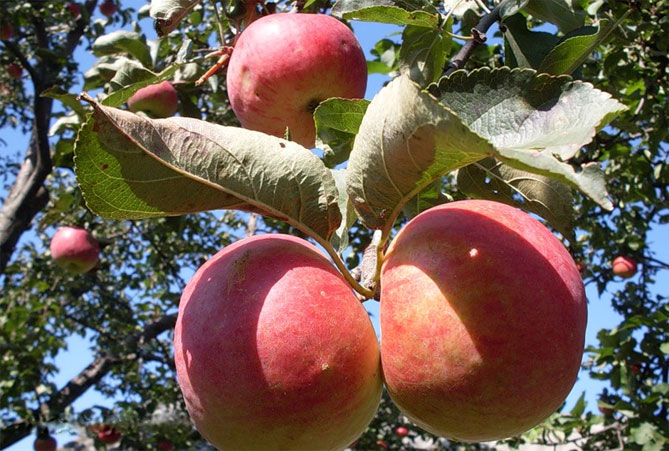 Сорт яблони Жигулевское — описание, морозостойкость, урожайность, фото и отзывы3