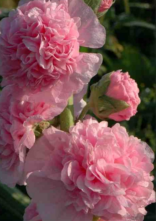 Роза штамбовая (лиловая) многолетняя посадка и уход, фото8