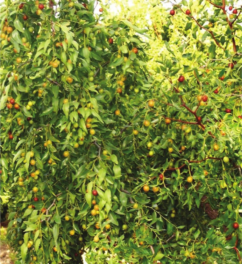 дерево унаби (китайский финик, зизифус) – посадка, выращивание и уход, сорта1