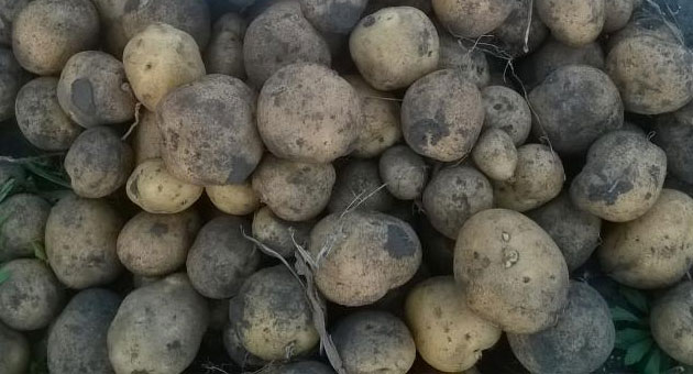 Характеристика сорта картофеля Голубизна, урожайность, отзывы