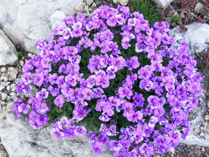 Многолетний цветок обриета (аубреция) – посадка и уход семенами в открытом грунте, сорта, фото9