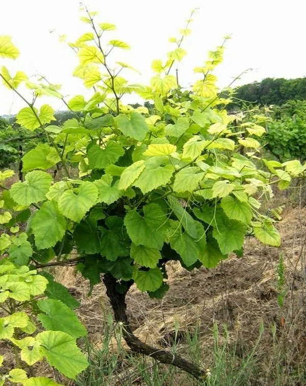 Вредители и болезни винограда: фото и описание, чем лечить, методы борьбы15