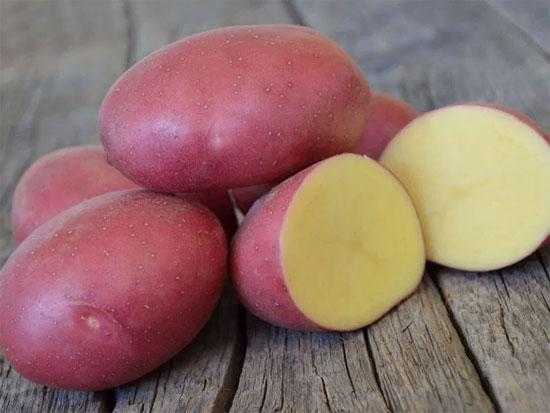 Ультраранний и ранний картофель: сорта с фото и описанием, отзывы15