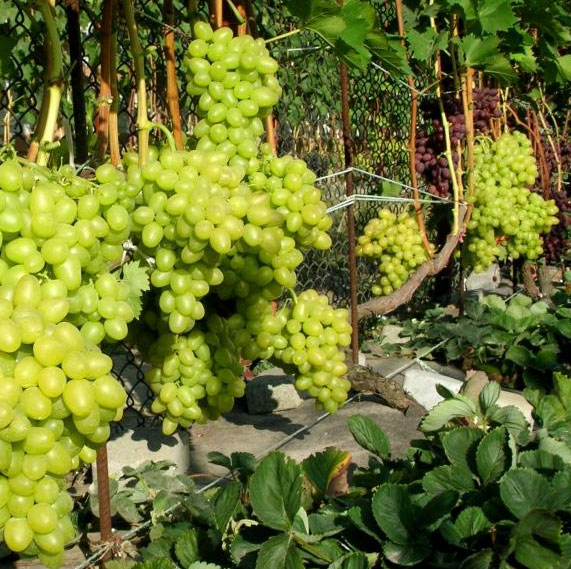 Сорт винограда Лаура — описание и характеристики, морозостойкость, урожайность, отзывы6