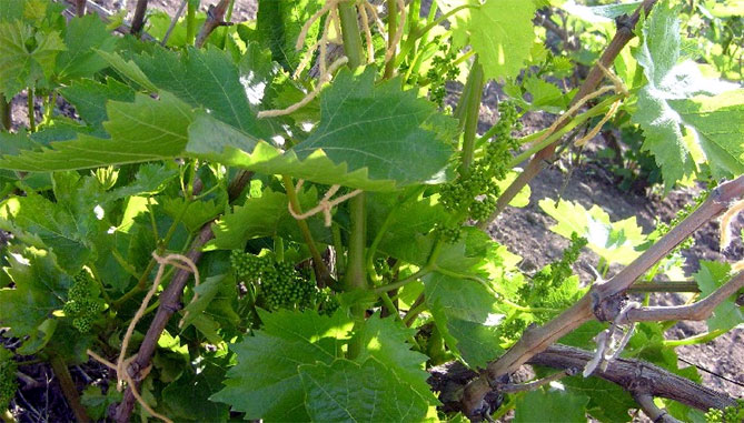 Описание сорта винограда Аркадия: морозостойкость, урожайность, отзывы4