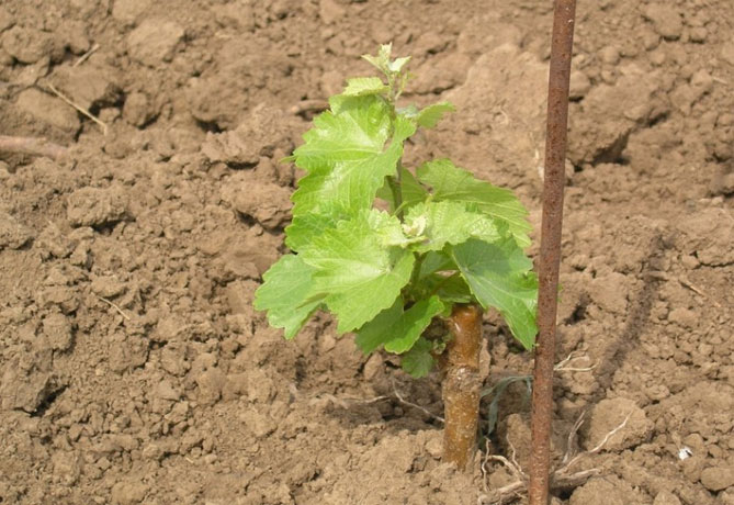 Правила посадки винограда осенью и весной саженцами, черенками, схема посадки9