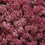 Цветок алиссум: уход и посадка в открытый грунт, сорта с фото16