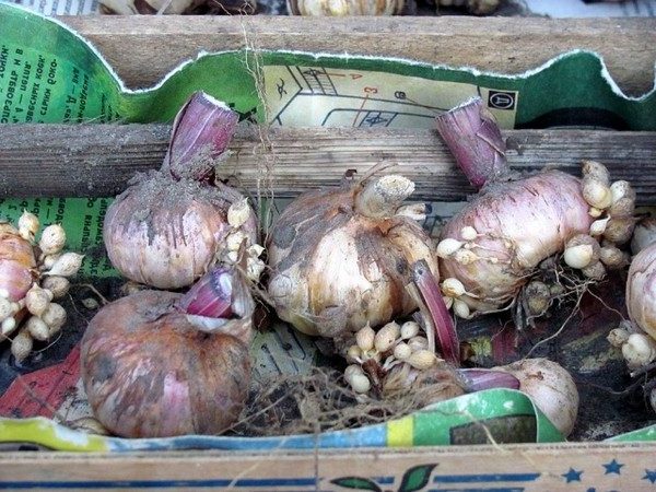Посадка и уход за гладиолусами, выращивание в открытом грунте, хранение луковиц10