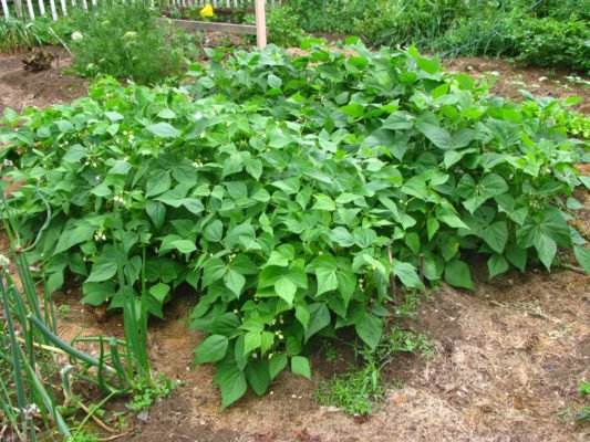 Зеленая фасоль: лучшие сорта и советы по выращиванию