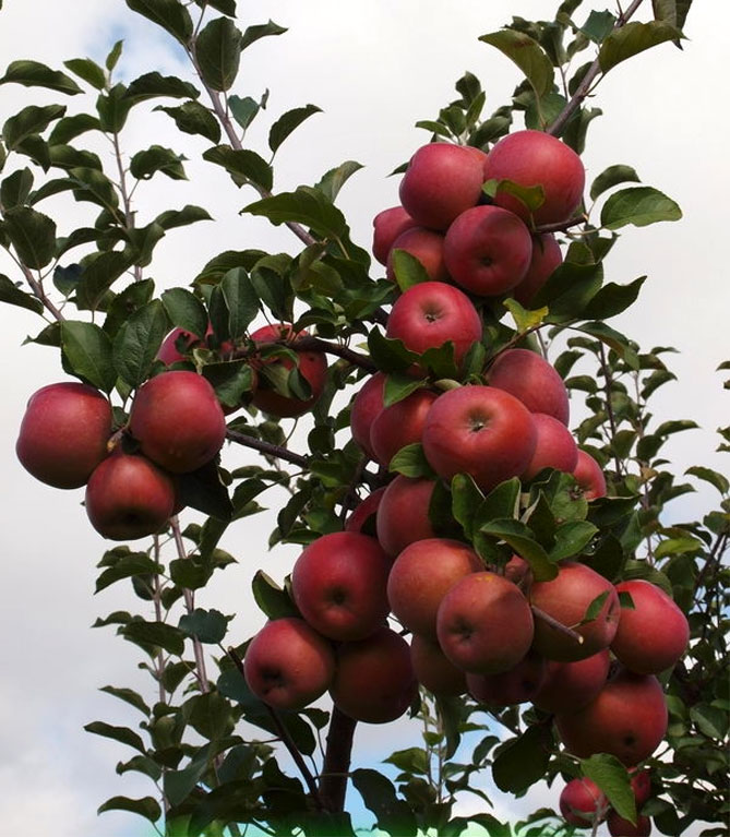 Характеристика сорта яблони Фуджи: описание дерева, урожайность, фото, отзывы5