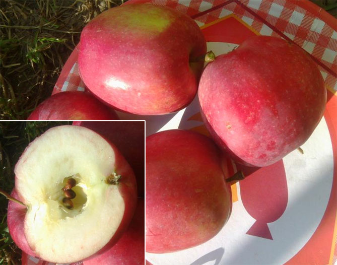 Описание сорта яблок Слава победителям: урожайность, фото, отзывы4
