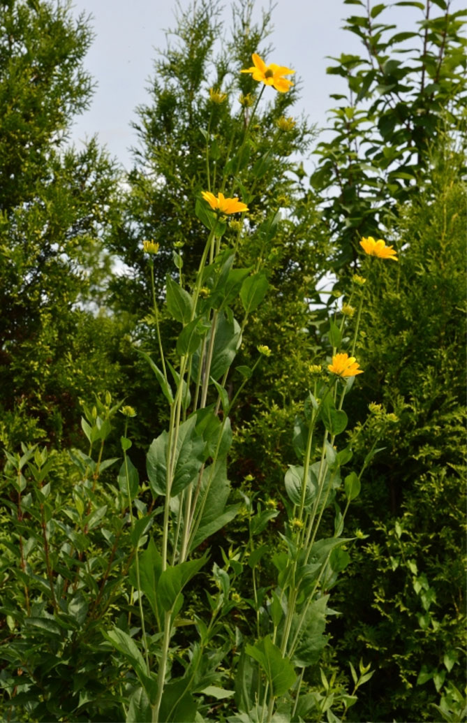Многолетняя рудбекия – сорта с фото, посадка семенами, уход28