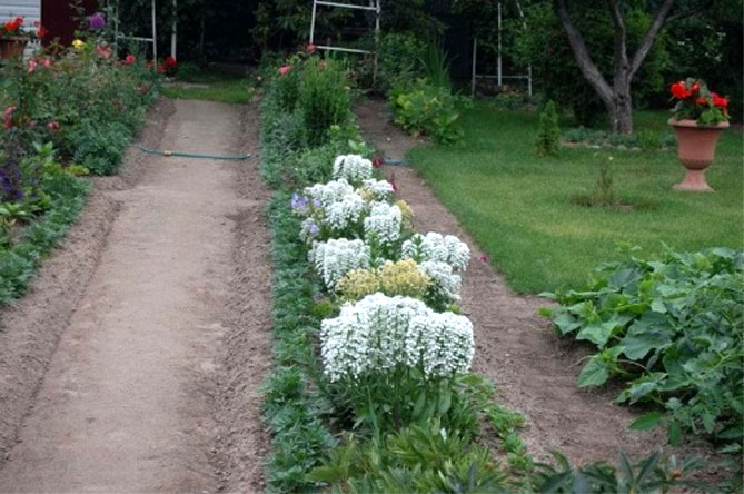 Цветок иберис: посадка, уход, выращивание из семян, когда сажать26