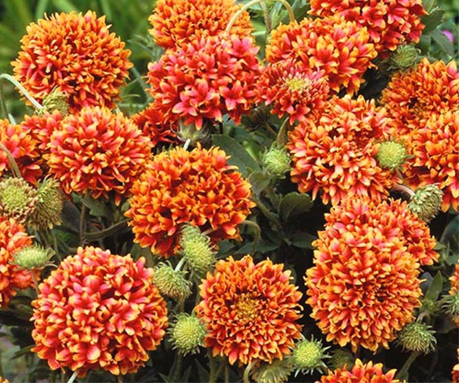 Многолетний цветок гайлардия – посадка и уход, выращивание рассады из семян, сорта28