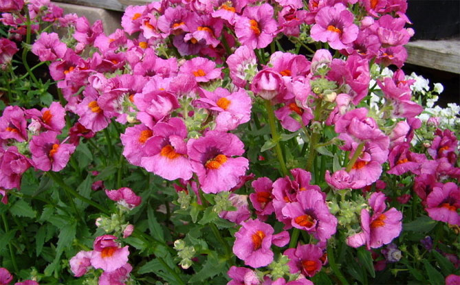 Цветы немезии - выращивание из семян, посадка в открытый грунт, уход, фото29