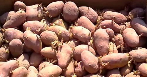 Сорт картофеля Росара — характеристика и описание, отзывы огородников6