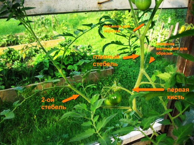 Прищипка и прищипка помидоров в теплице пошагово — схема, фото7