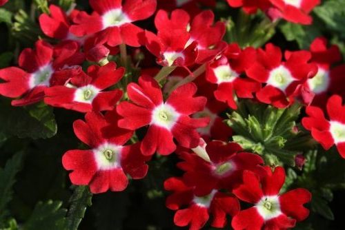 Вербена — фото цветов при посадке на рассаду18