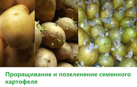 Описание и характеристика сорта картофеля Пикассо, урожайность, отзывы, фото8