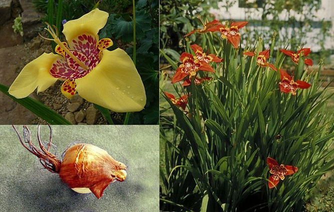 Тигридия павлинья цветочная: посадка, выращивание и уход в открытом грунте, сорта, фото3