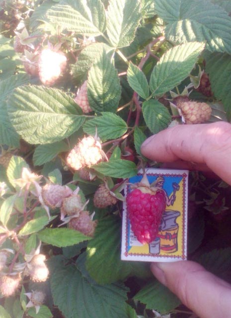 Сорт малины Гусар — описание выращивания, обрезка, отзывы4