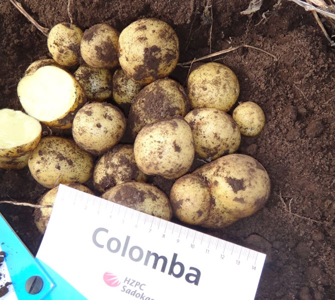 Сорт картофеля Коломбо — характеристика и описание, отзывы, фото2