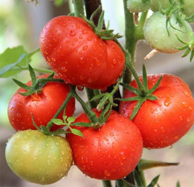 Сорт помидор Сибирь раннего срока созревания — описание, урожайность, отзывы и фото7