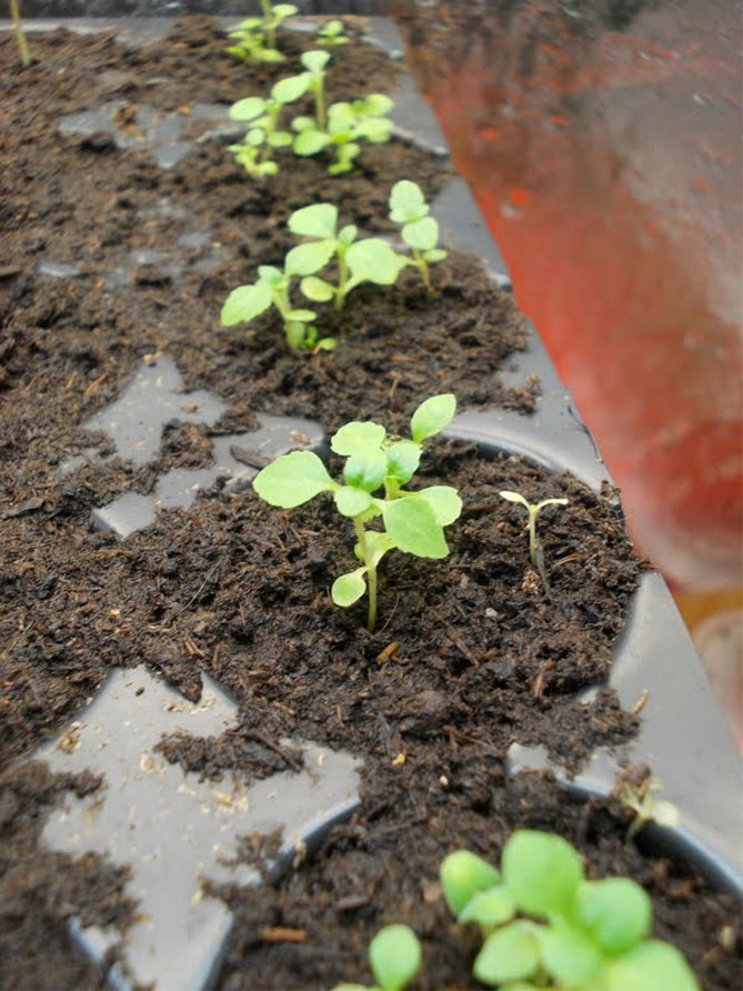 Агератум - выращивание из семян, посадка и уход, размножение19