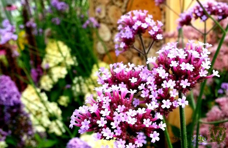 Вербена — фото цветов при посадке на рассаду1