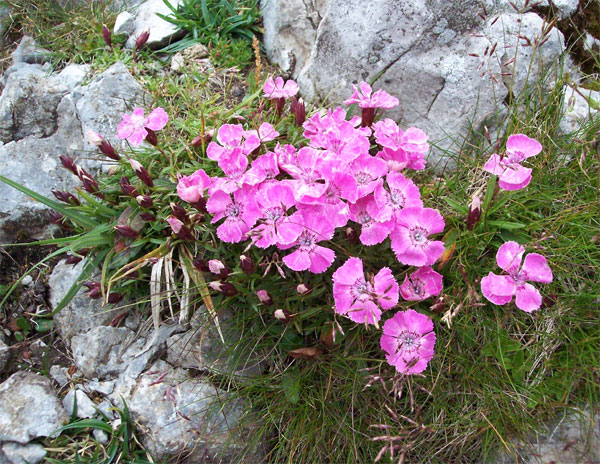 Лучшие растения для альпийской горки – цветы, многолетники, хвойные67