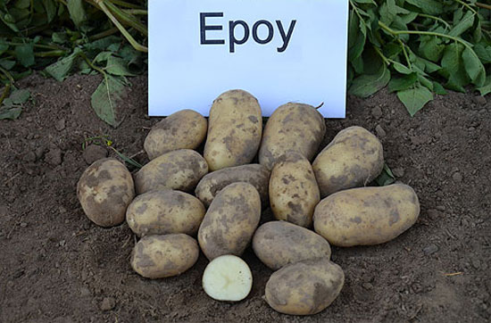 Ультраранний и ранний картофель: сорта с фото и описанием, отзывы12