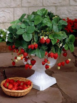 Ремонтантная садовая земляника Остара: обильное плодоношение летом и осенью
