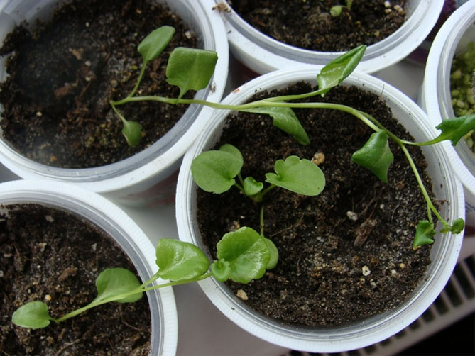 Уход и выращивание лобелии многолетней, посадка и размножение30